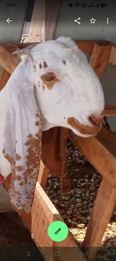 hasalpuri nasal white bakri for sale