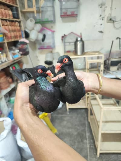 fancy pigeons