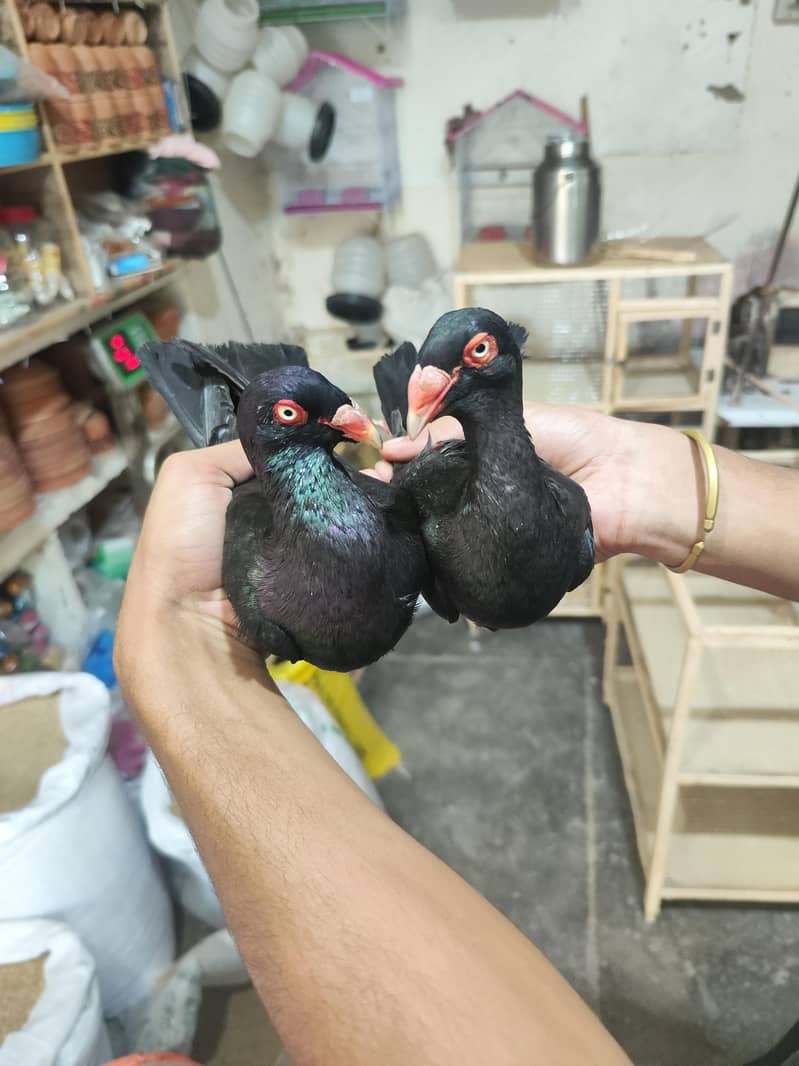 fancy pigeons 1