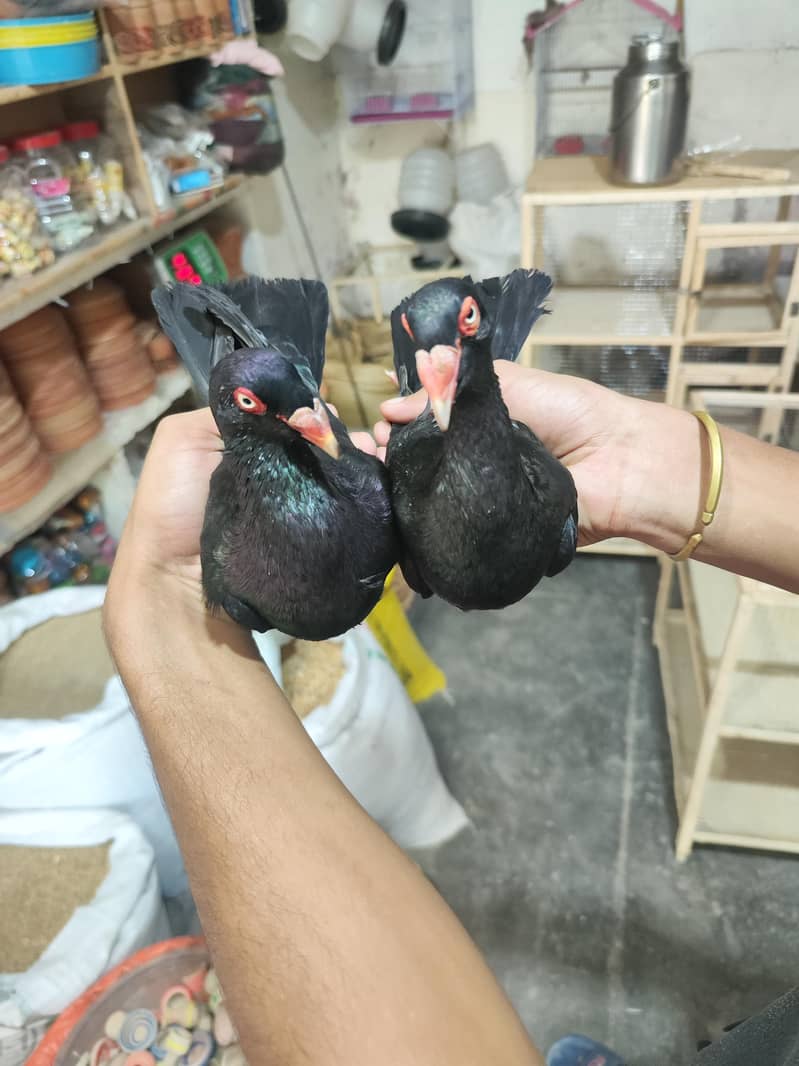 fancy pigeons 2