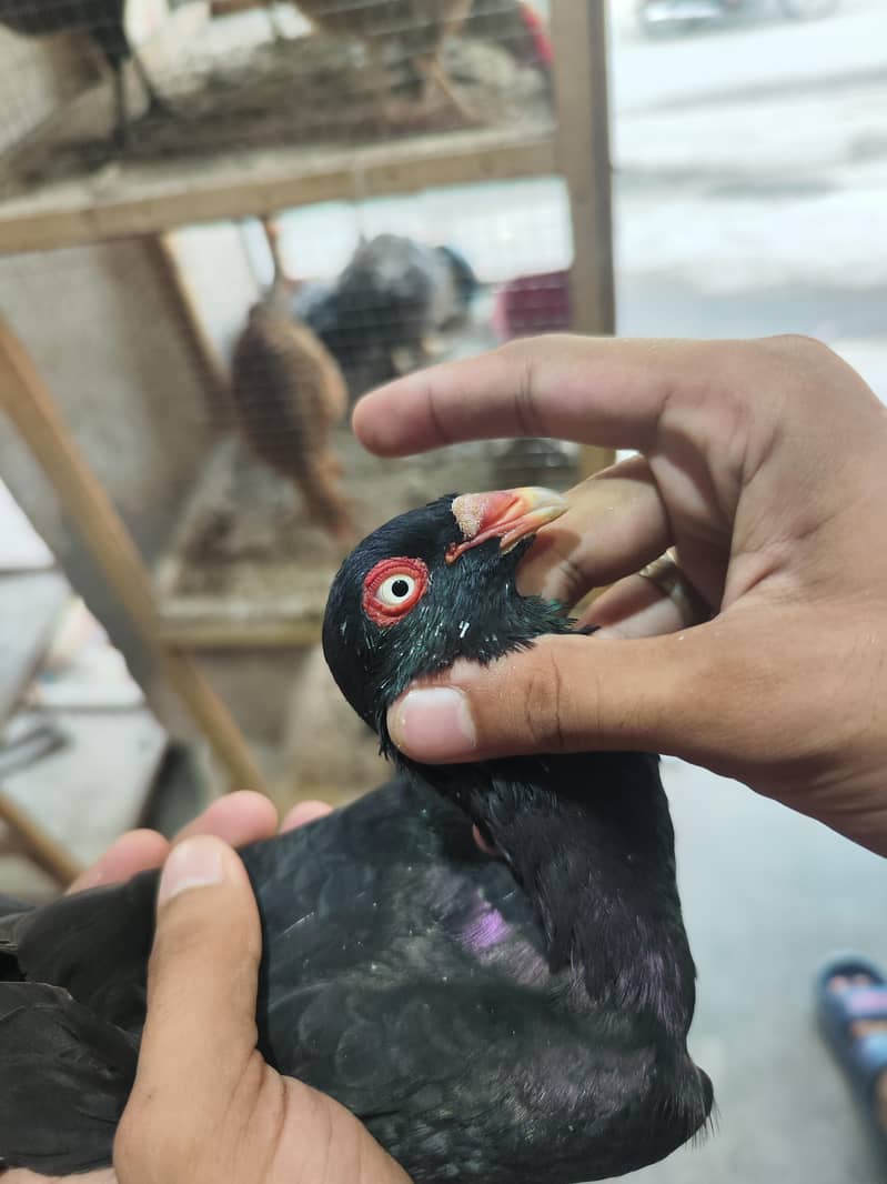 fancy pigeons 3