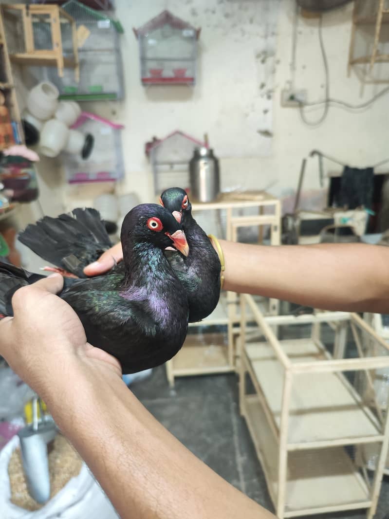 fancy pigeons 4