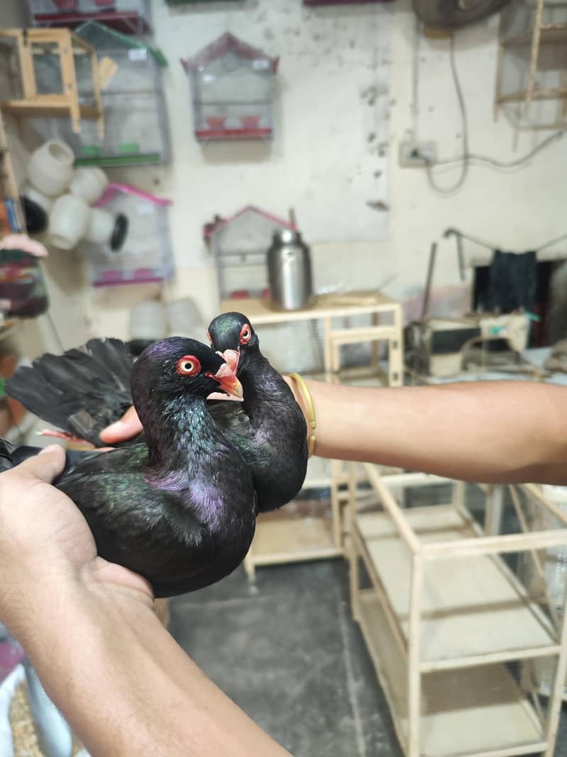fancy pigeons 5