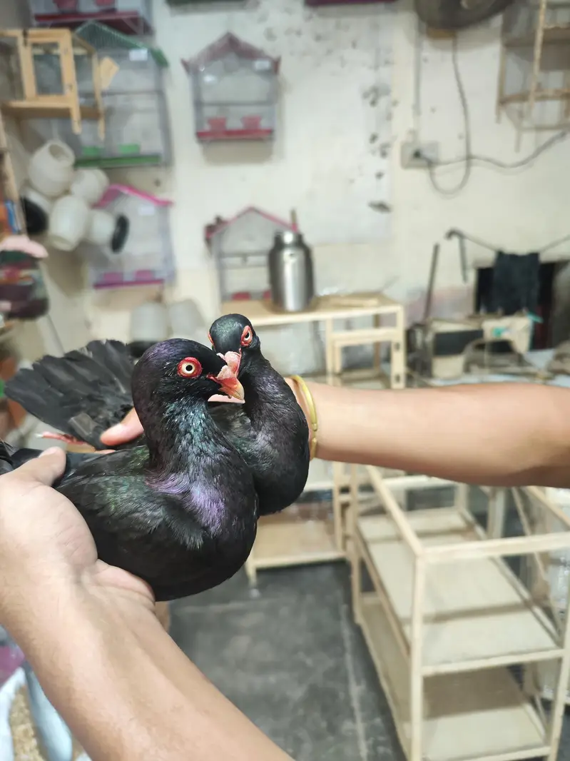 fancy pigeons — photo 6