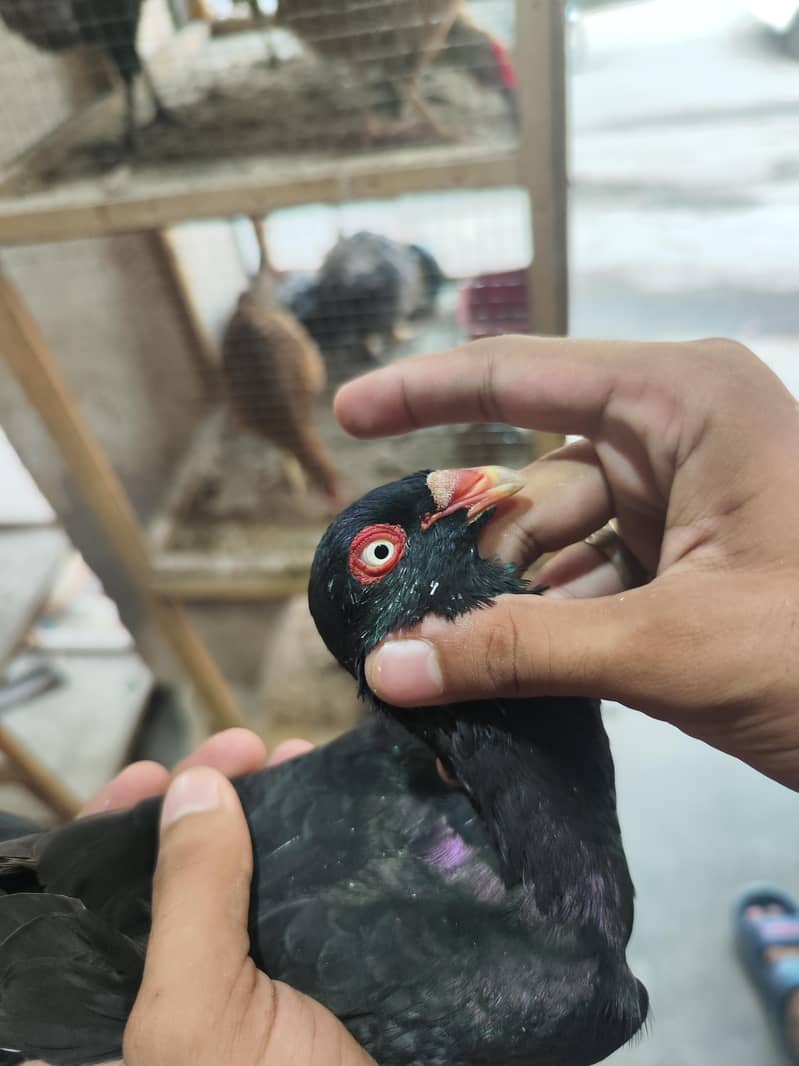 fancy pigeons 6