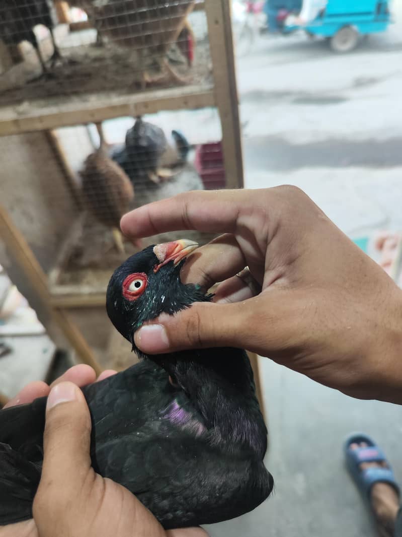fancy pigeons 7