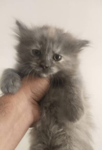 Grey Persian kitten
