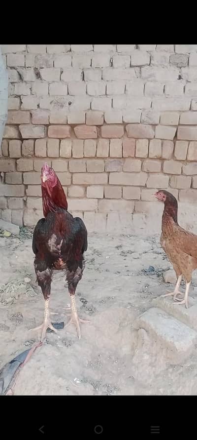 Aseel mainwali jora