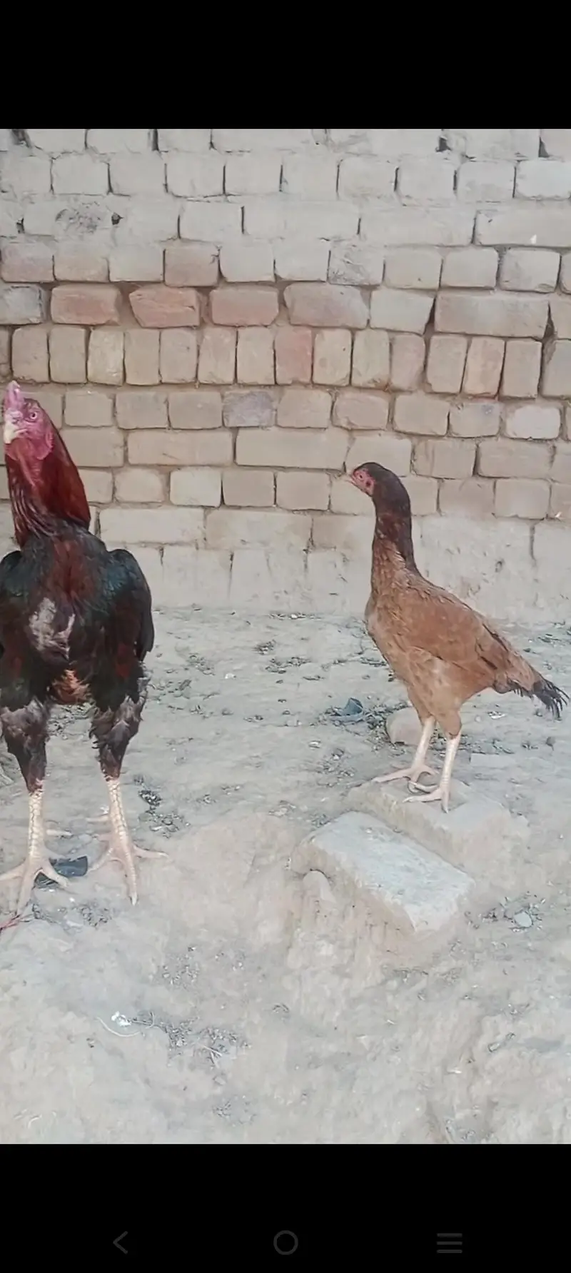 Aseel mainwali jora — photo 2