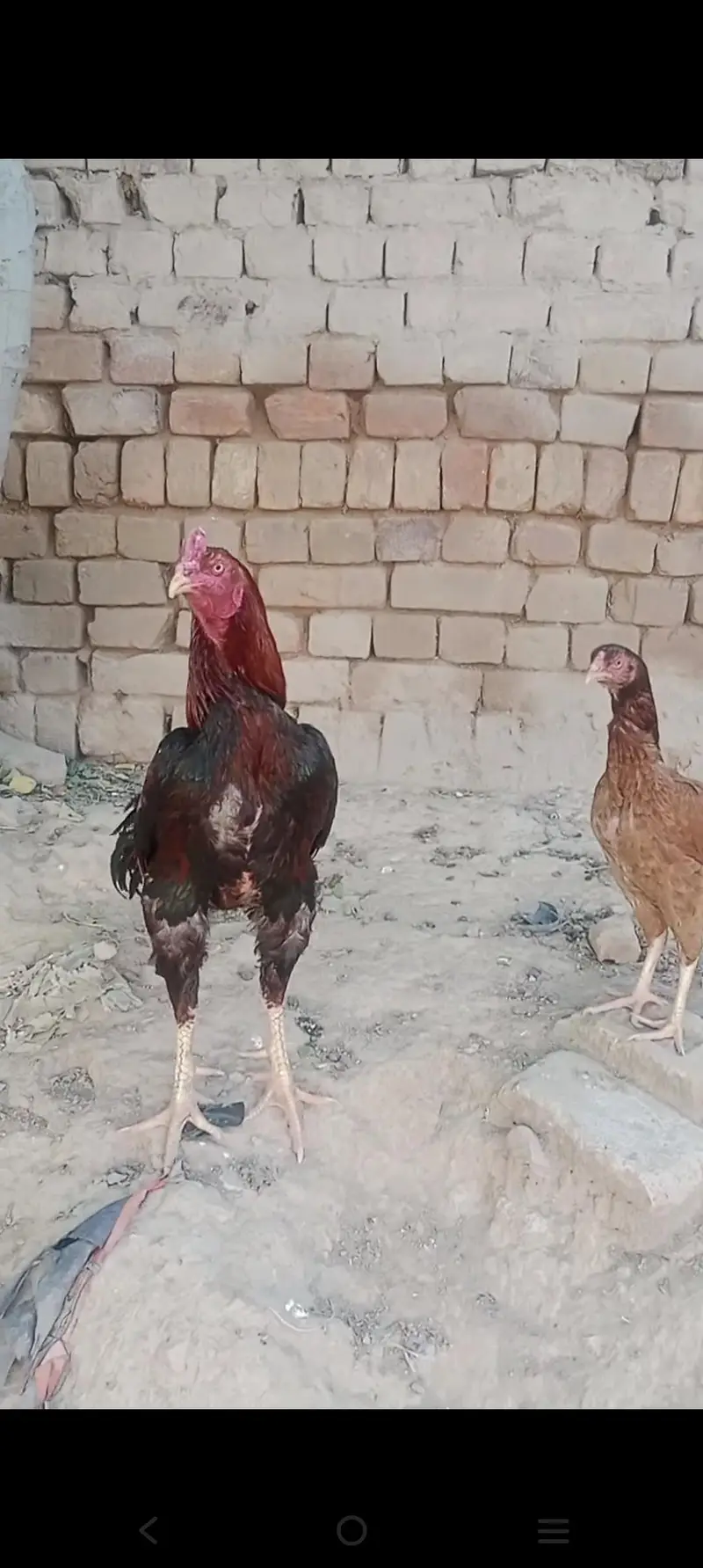Aseel mainwali jora — photo 3