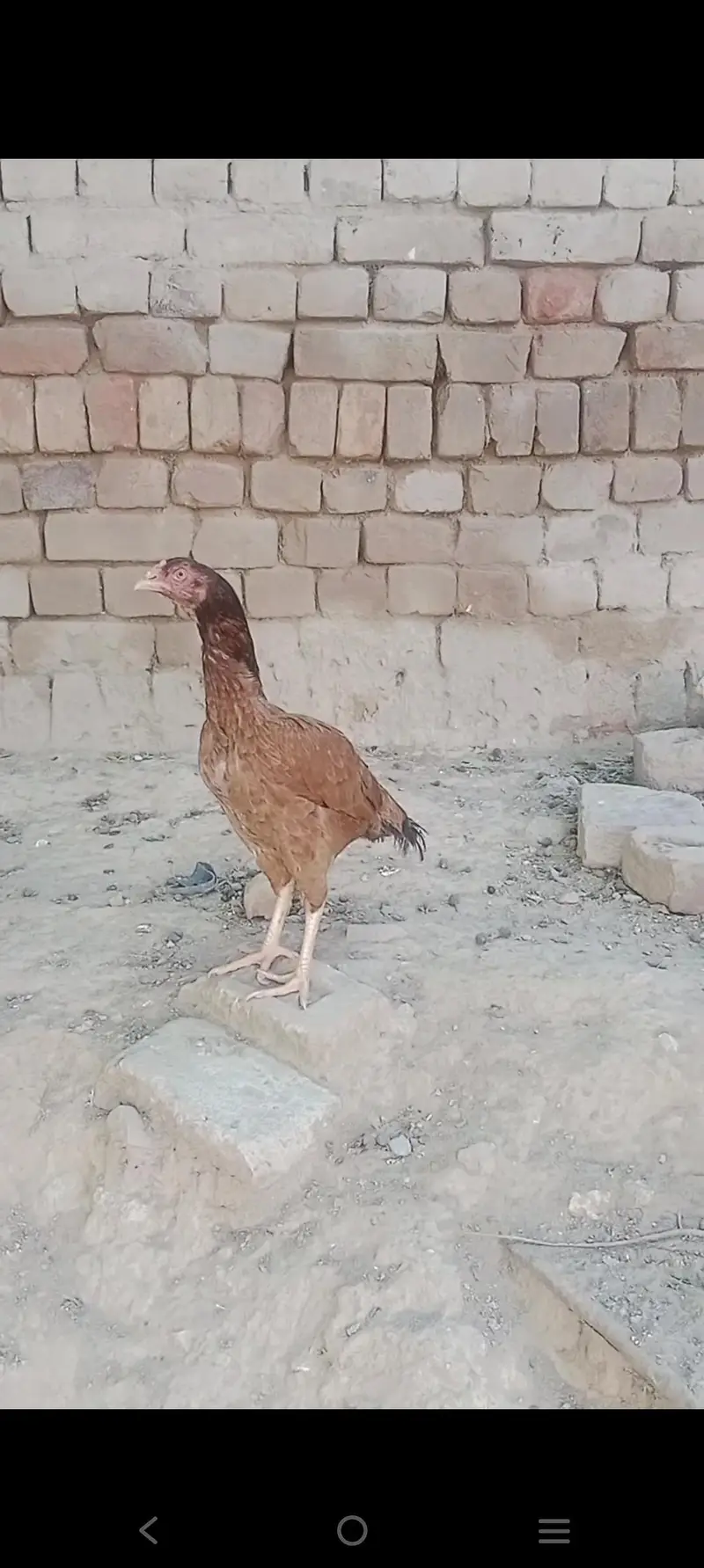 Aseel mainwali jora — photo 4