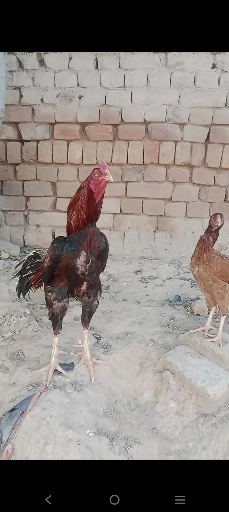 Aseel mainwali jora — photo 5