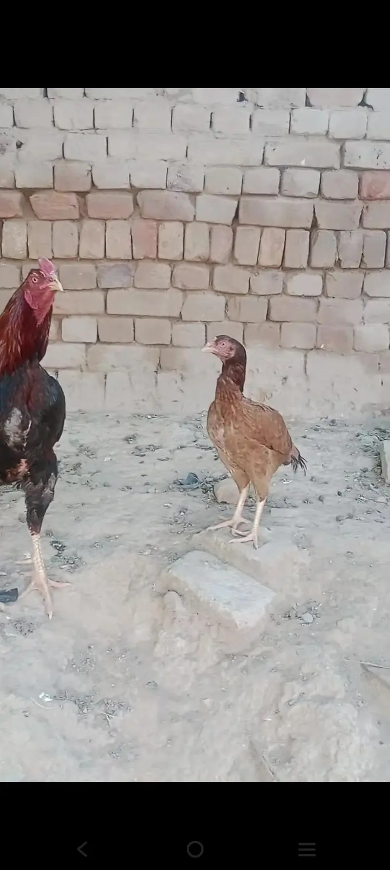 Aseel mainwali jora — photo 6