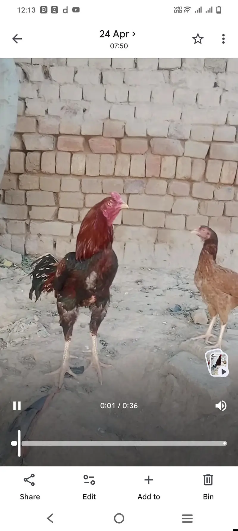 Aseel mainwali jora — photo 8