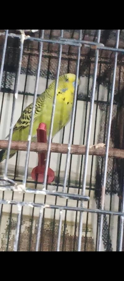KingSized Exhibition Green Olive male (Breeder Guarantee)