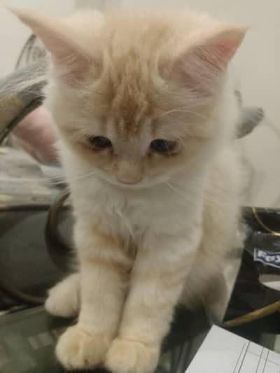 Persian Kittens | Persian  Male Kittens | Triple coat | Kittens