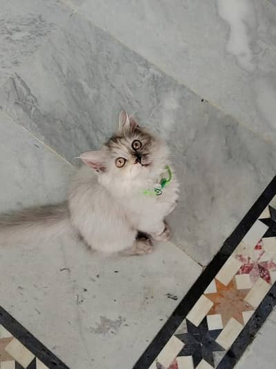 persian Smokey female kitten