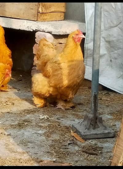 Golden heavy female