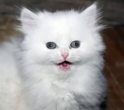 Persian kittens for sale