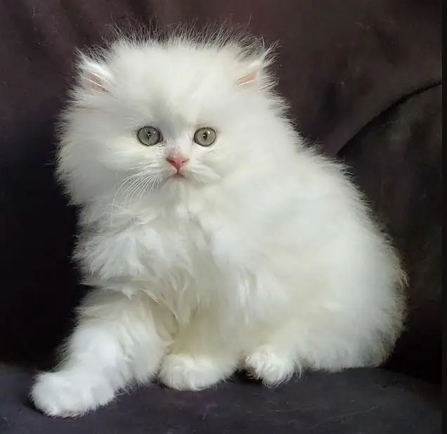 Persian kittens for sale — photo 2
