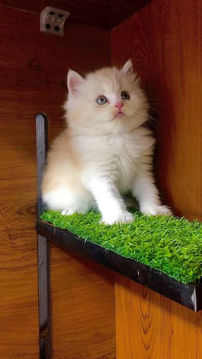 cash on deliveryPersian Punch face triple coat cat Kitten