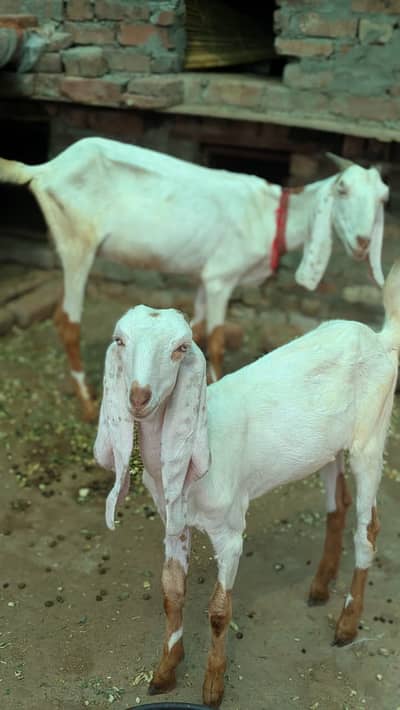 Goat | Bkri |Goat with kid |Desi Bkri | Desi Goat | Desi Bkri For Sale