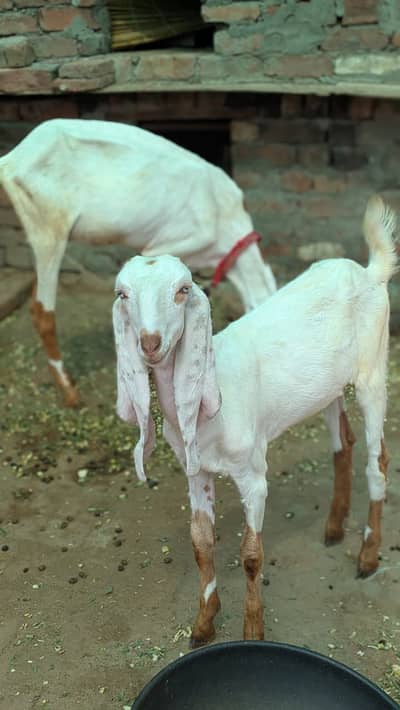 Goat | Bkri |Goat with kid |Desi Bkri | Desi Goat | Desi Bkri For Sale