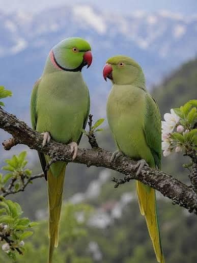 Breeder pair box Ka ander Ka Raha