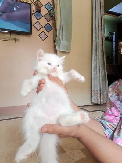 Baby kitten cat