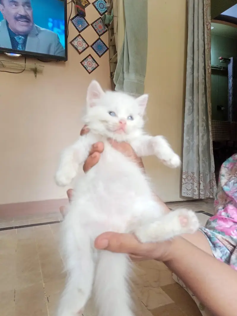 Baby kitten cat — photo 2