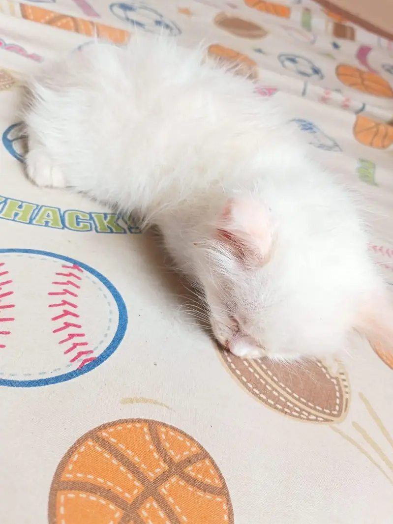 Baby kitten cat — photo 3