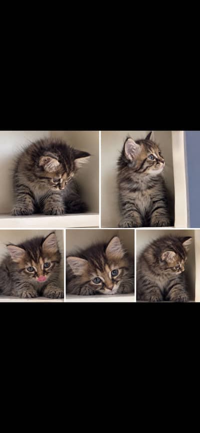 pure persian female kittens