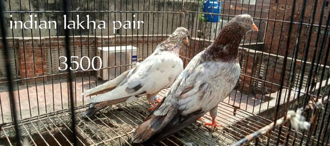 all birds