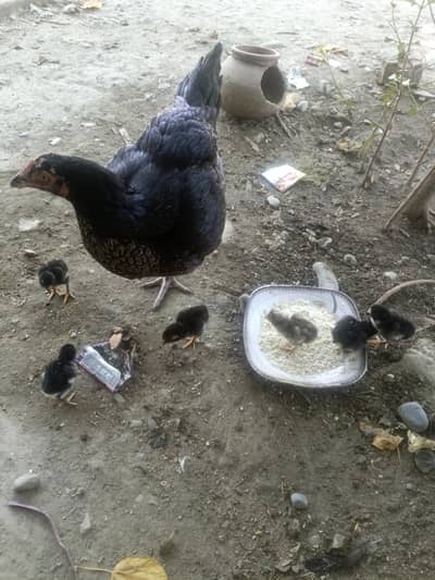 1 murge sath 6 chicks