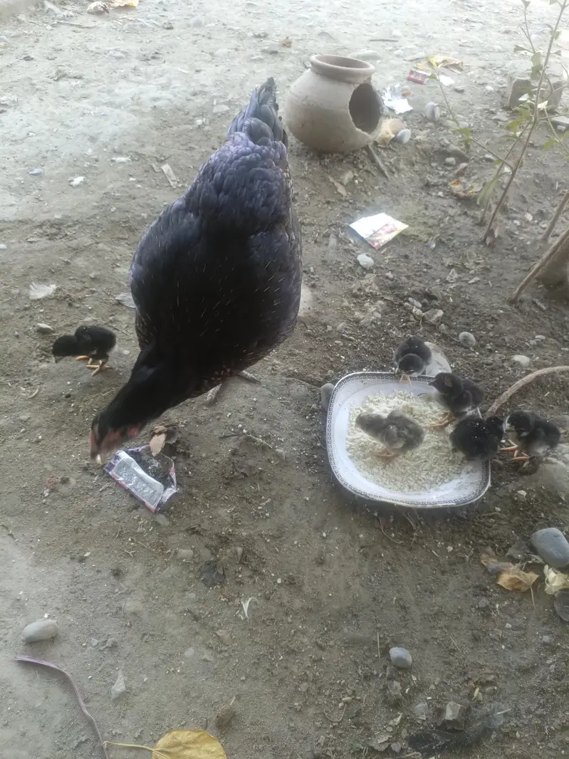 1 murge sath 6 chicks — photo 2