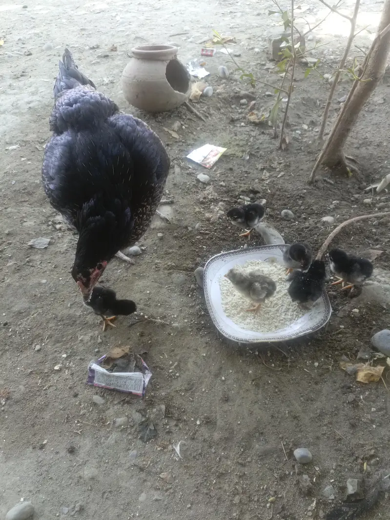 1 murge sath 6 chicks — photo 3