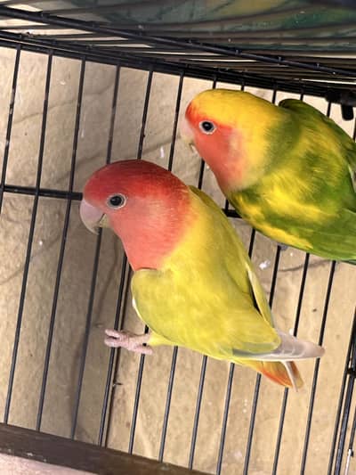 Rosycolli opline breeder females for sale top quality