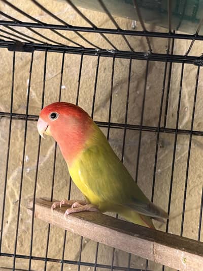 Rosycolli opline breeder females for sale top quality