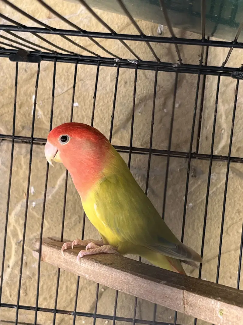 Rosycolli opline breeder females for sale top quality — photo 2