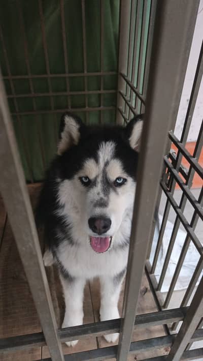 Siberian Husky | Wolly Coat|  Husky Puppy  | Blue Eyes  |
