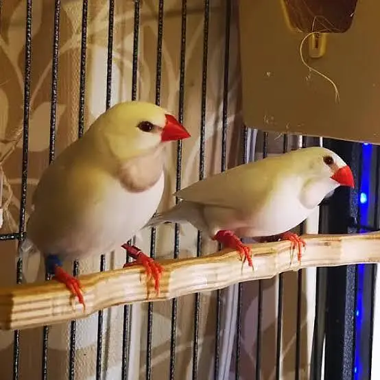 Albino Hex Long Tail Finch — photo 2