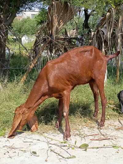 Beetal Moni Bakri for sale in wah cantt