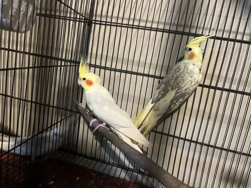 Ghr k paly hvy h acha pair h — photo 2