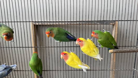 Love birds and budgie setup for sale