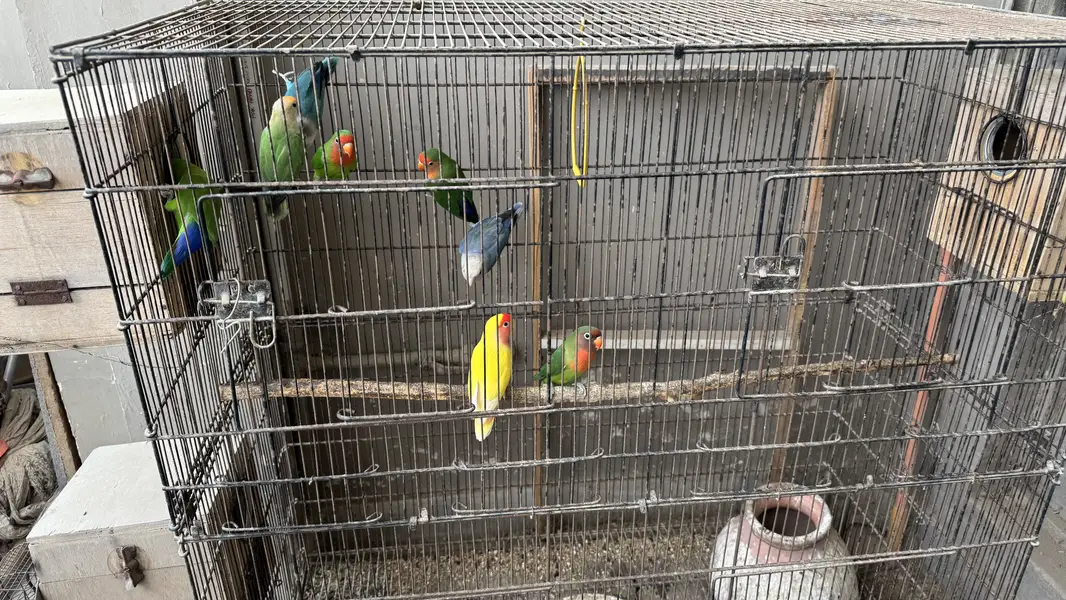 Love birds and budgie setup for sale — photo 3