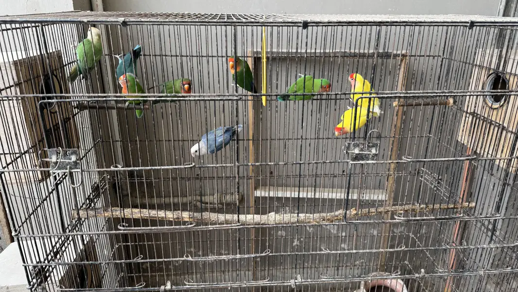 Love birds and budgie setup for sale — photo 4