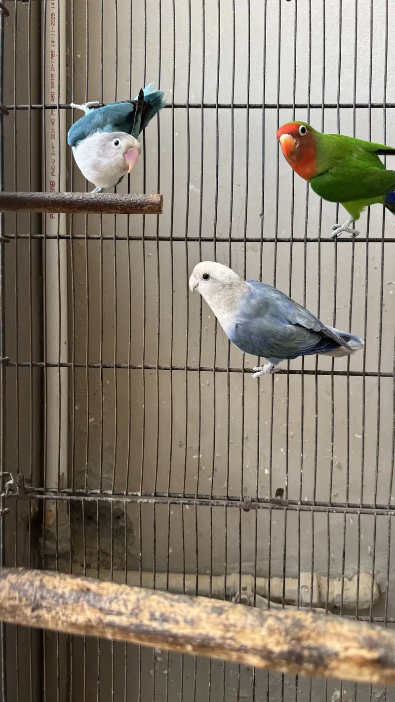 Love birds and budgie setup for sale — photo 9