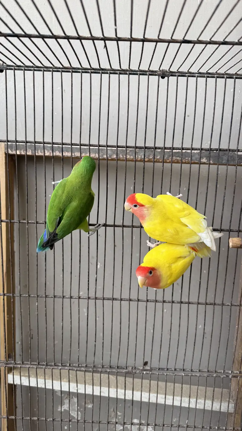 Love birds and budgie setup for sale — photo 10