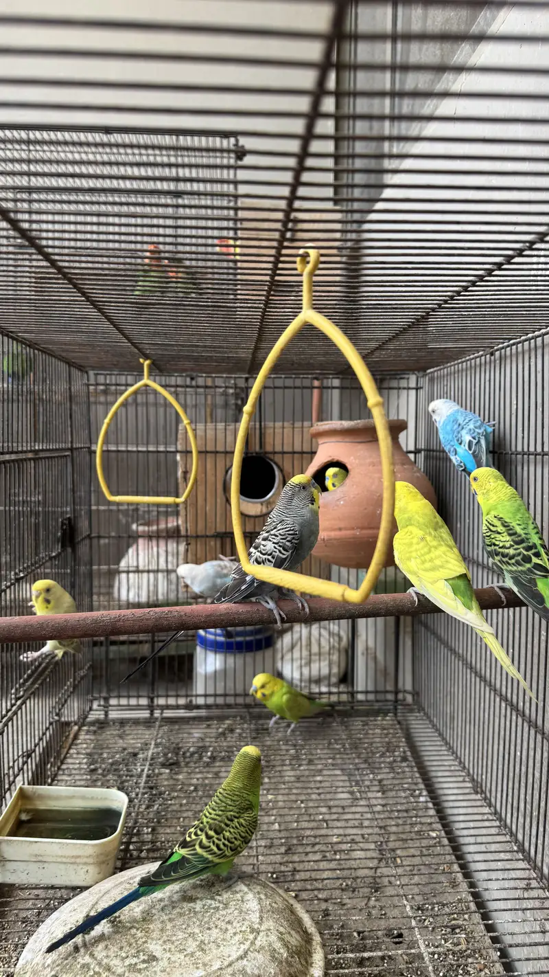 Love birds and budgie setup for sale — photo 11