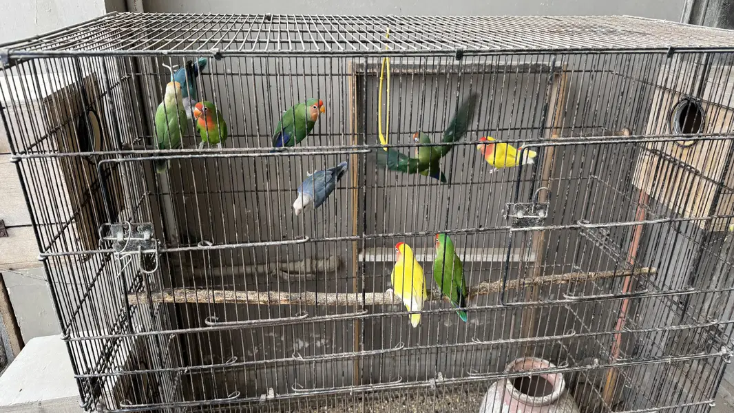 Love birds and budgie setup for sale — photo 12